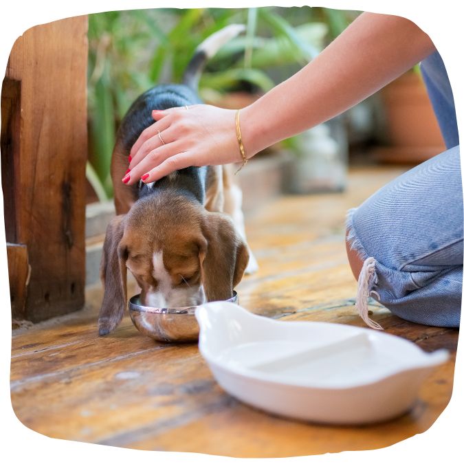 feed your dog on a schedule to bond with your dog