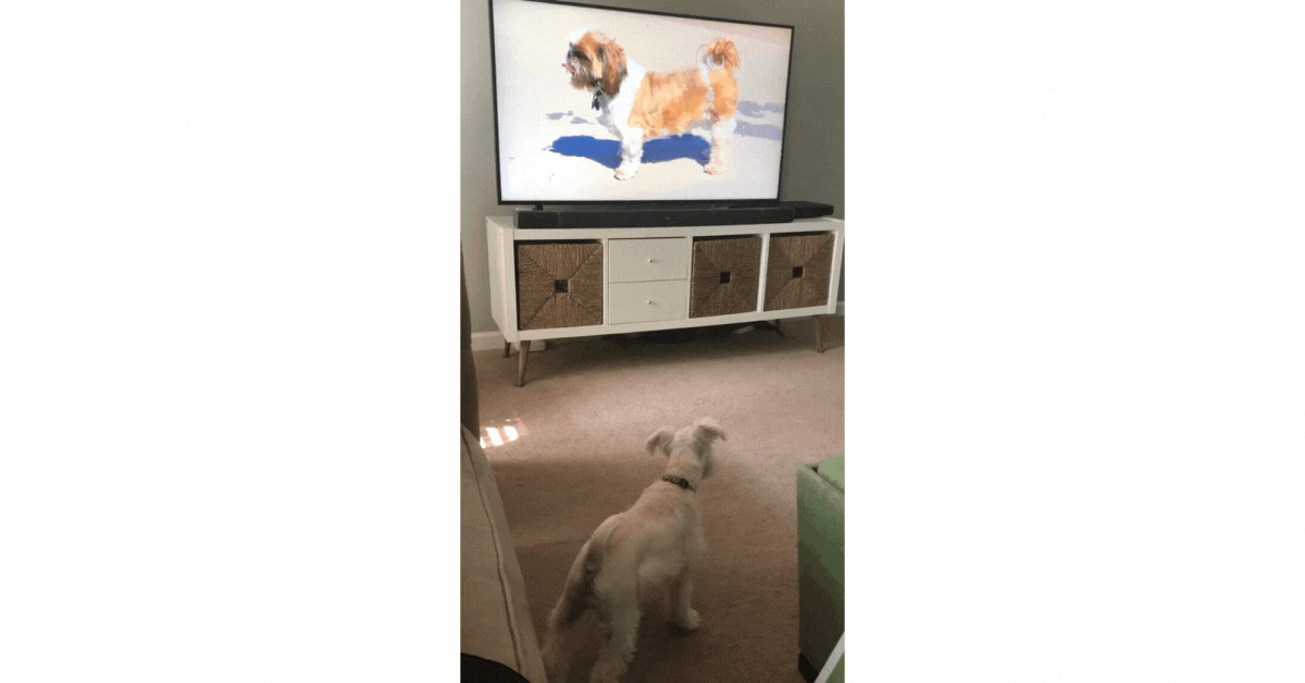 dog watching tv
