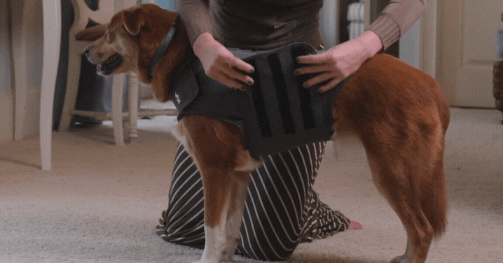 DOG WEARING THUNDERSHIRT