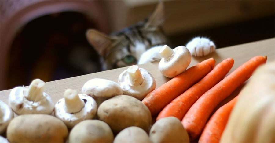 cat reaching for vegetables