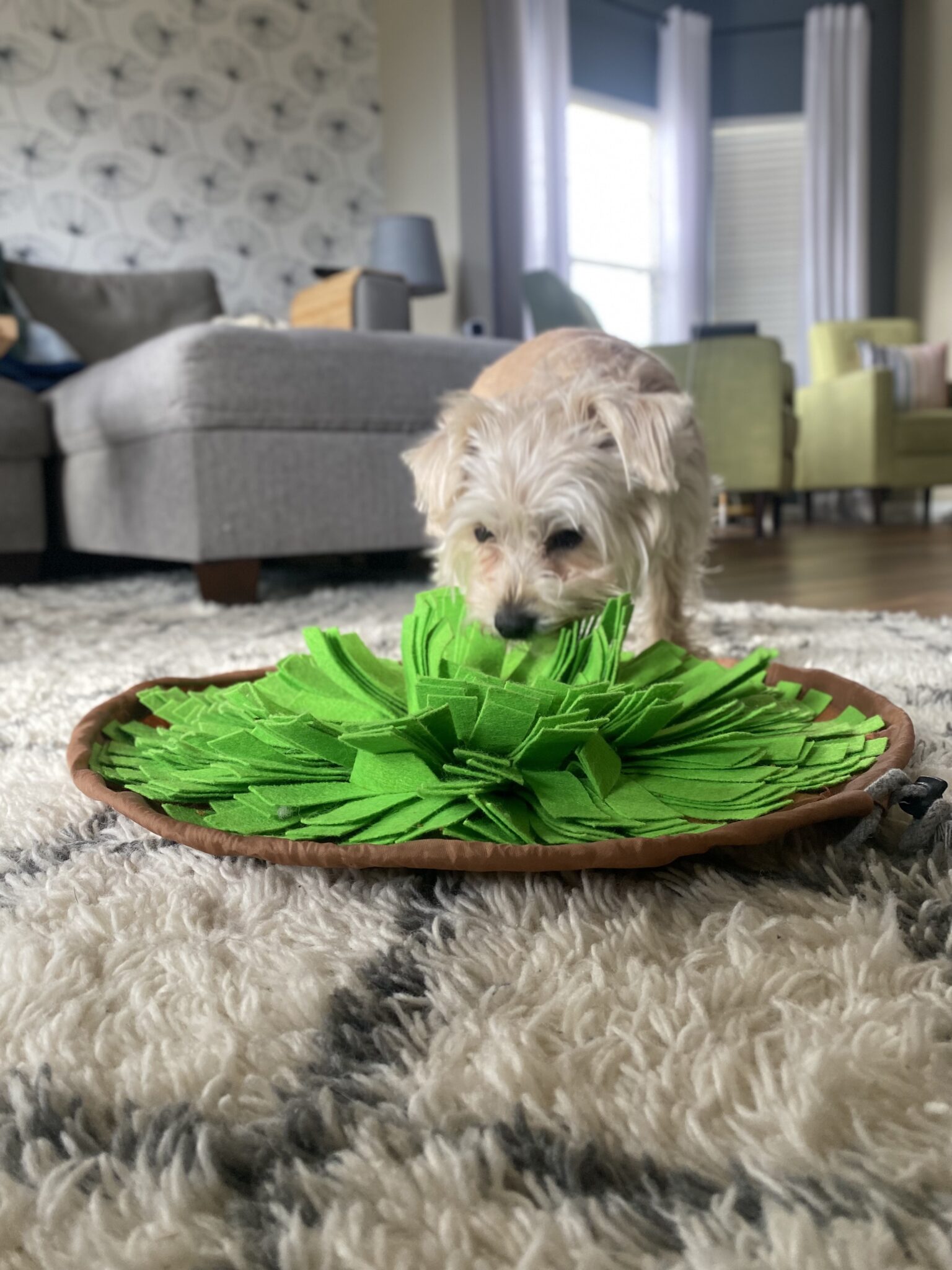 The Best Snuffle Mats for Dogs as Rated by Dog Moms