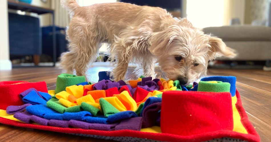 Round Forage Mat, Snuffle Mat, Enrichment Dog Feeder