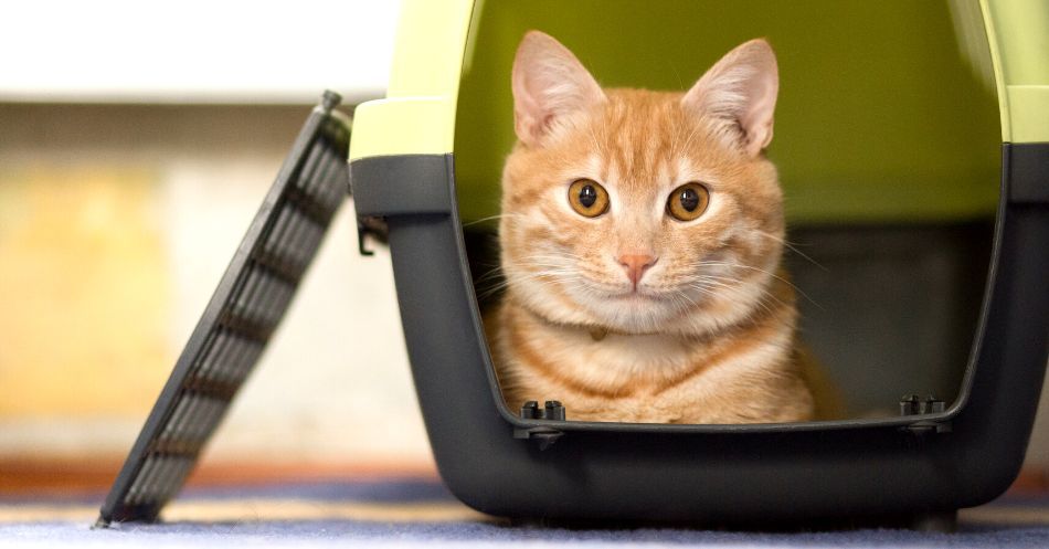 best cat carriers for cats