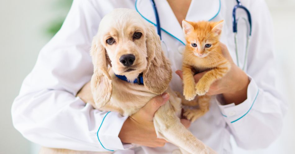 Your Anxious Dog Or Cat Can See A Fear Free Vet.