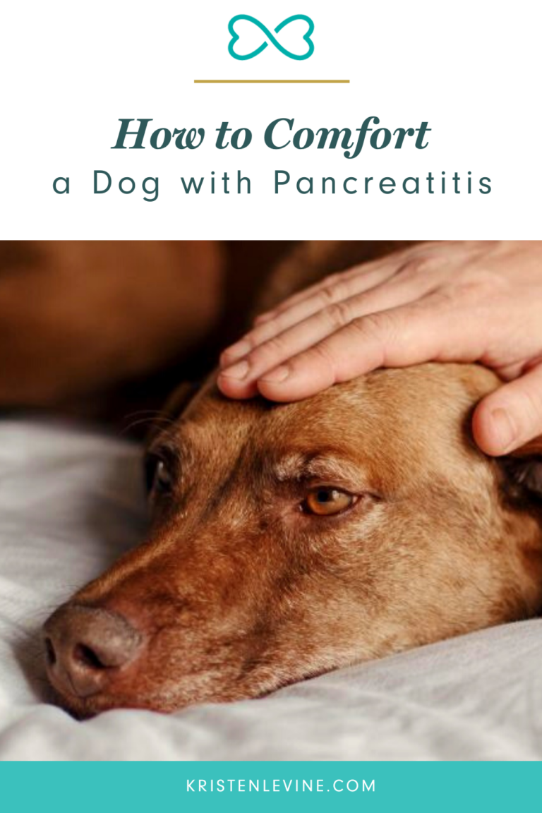 How to Comfort a Dog With Pancreatitis