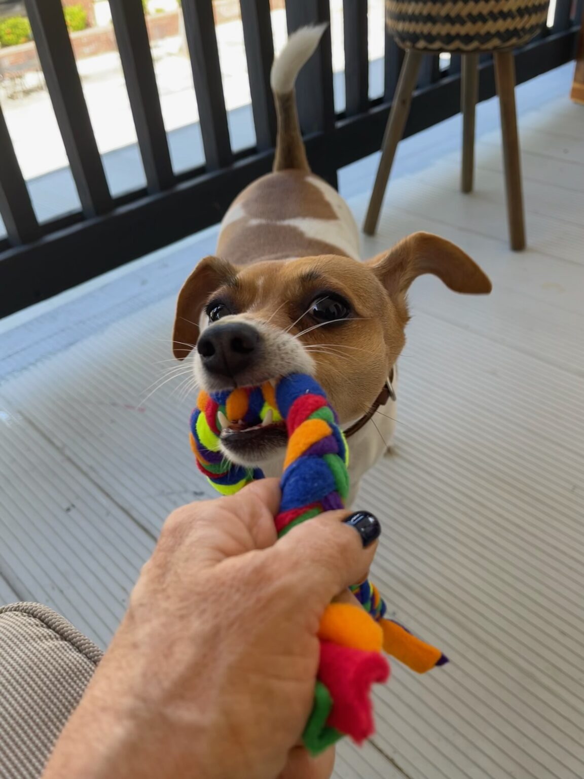 Image showcasing Grooming Anxiety: Help Your Dog Conquer Fear of Nail Trims and More