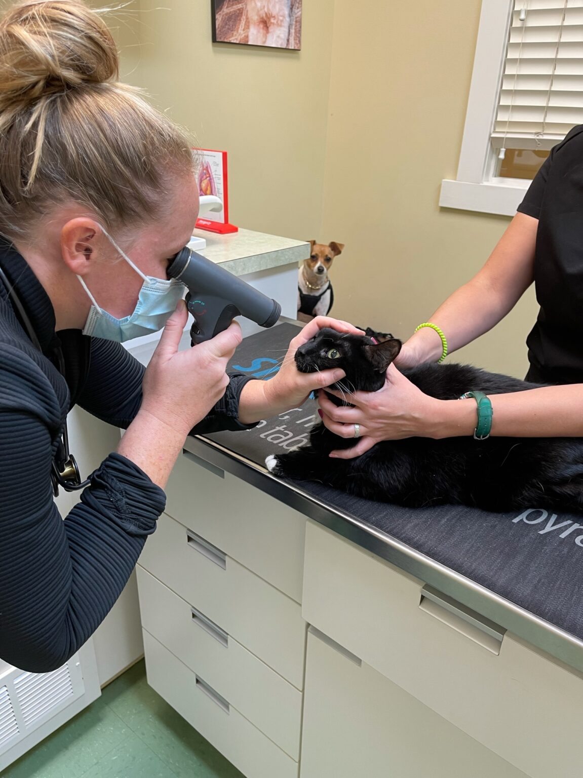 Helping Your Cat Brave the Vet 6 Proven Techniques