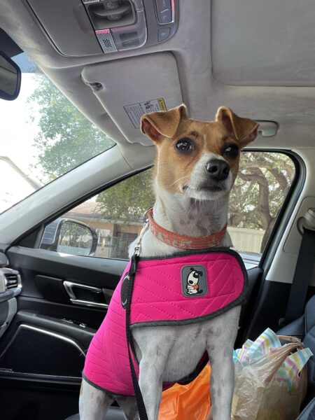 Dog in car wearing ThunderShirt