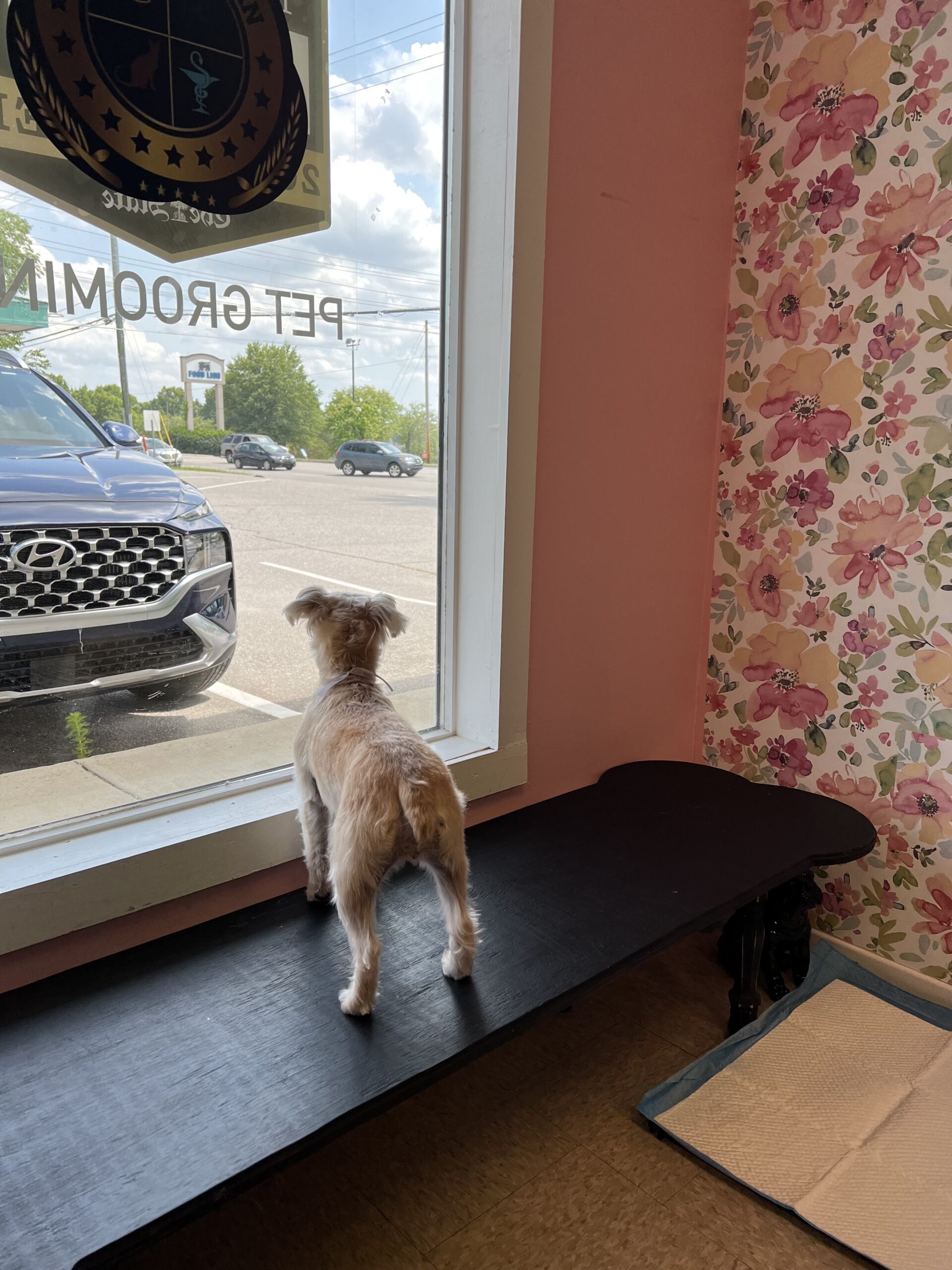 View of Grooming Anxiety: Help Your Dog Conquer Fear of Nail Trims and More