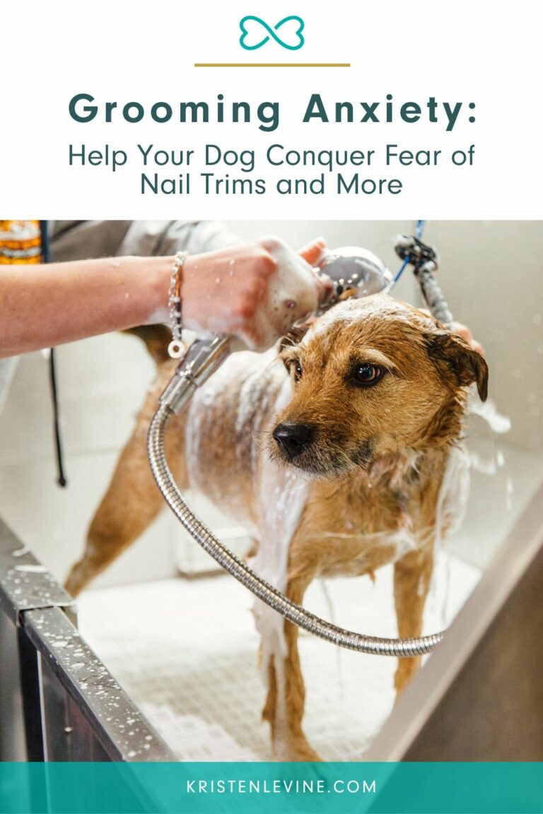 Picture of Grooming Anxiety: Help Your Dog Conquer Fear of Nail Trims and More