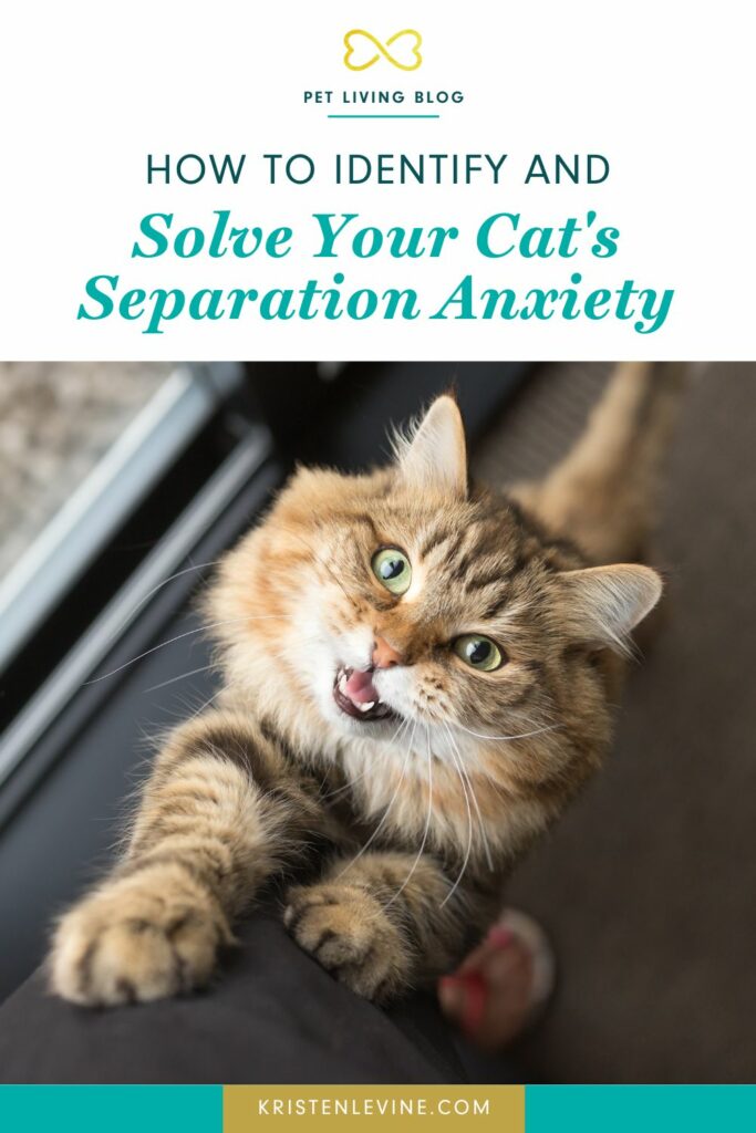 Image showcasing How to Identify and Solve Your Cat's Separation Anxiety