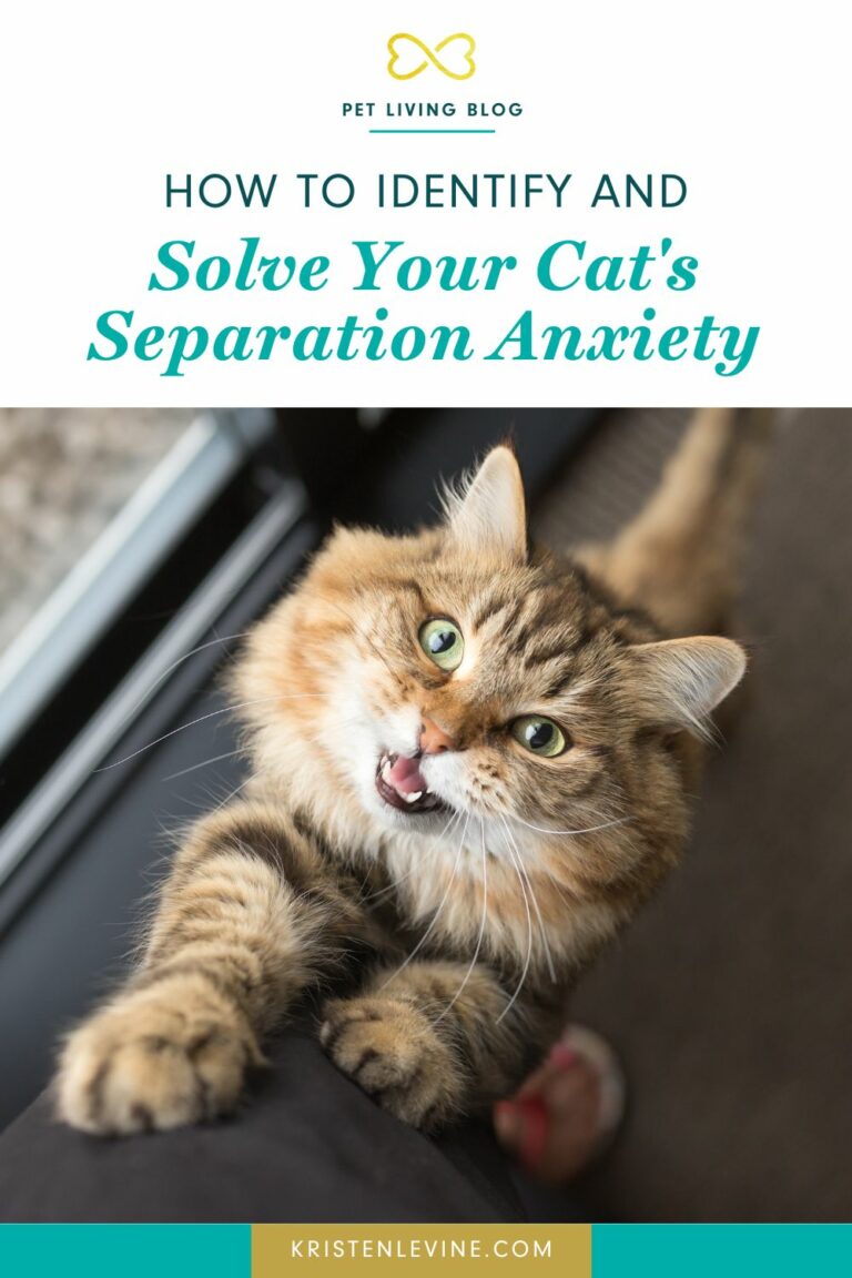 How to Identify and Solve Your Cat's Separation Anxiety