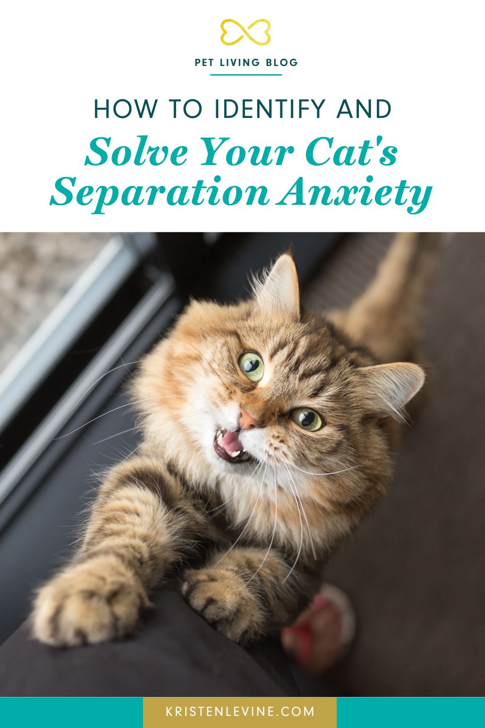 How to Identify and Solve Your Cat's Separation Anxiety