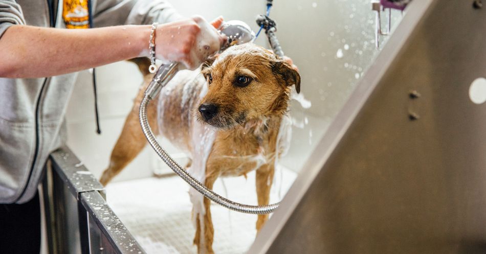 Grooming Anxiety: Help Your Dog Conquer Fear of Nail Trims and More