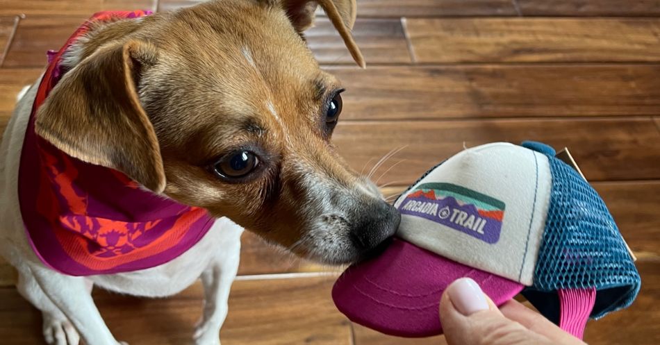 Petsmart sticky outlet paws