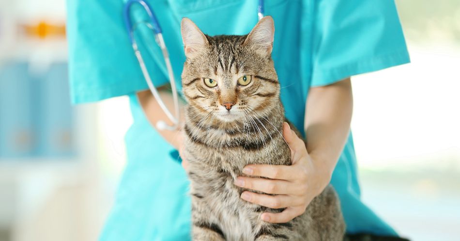 Helping Your Cat Brave The Vet: 6 Proven Techniques