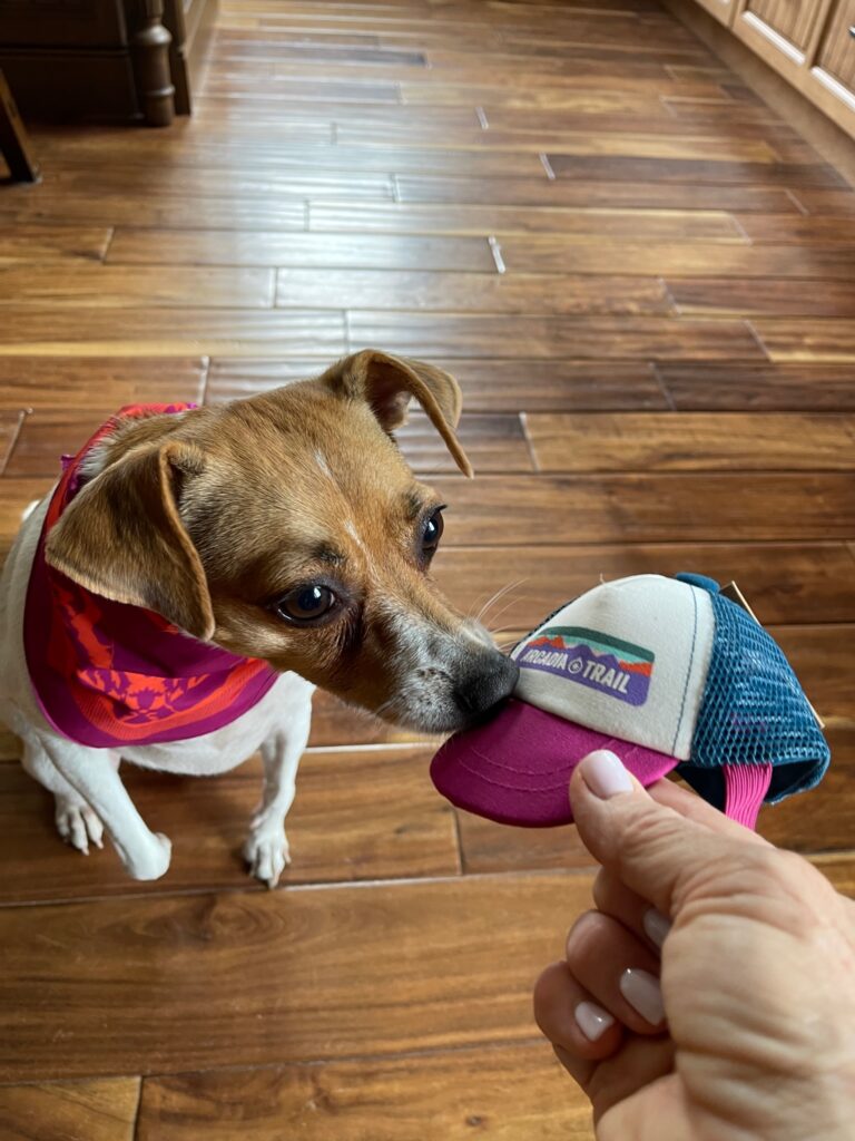 Tulip with her eco-friendly Arcadia Trail Dog cap