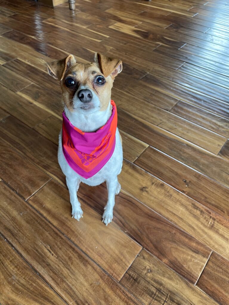 Arcadia Trail Dog Bandana