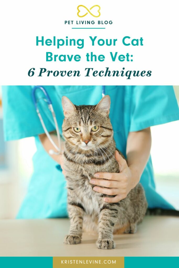 HOW TO PREPARE CAT FOR VET visual data 6