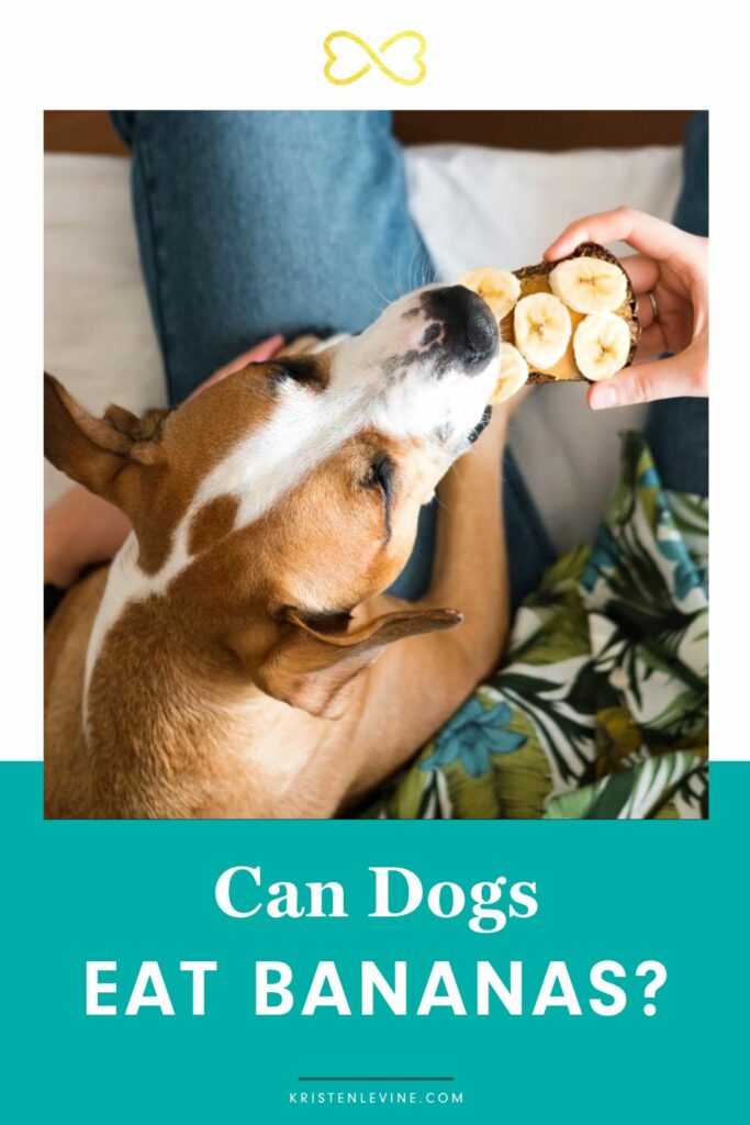 Picture of Can Dogs Eat Bananas? | Pet Living with Kristen Levine