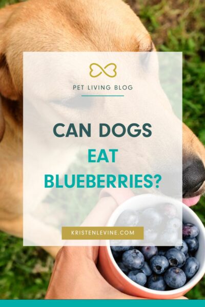 Can dogs eat blueberries?