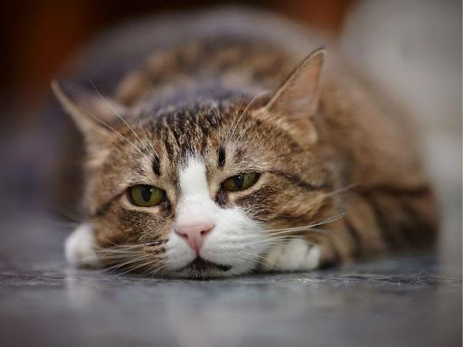 OA is a common cause of pain in cats.