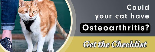 Could your cat have osteoarthritis? Get the checklist.