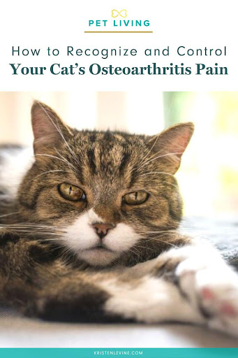 Recognize and control your cat's osteoarthritis pain.