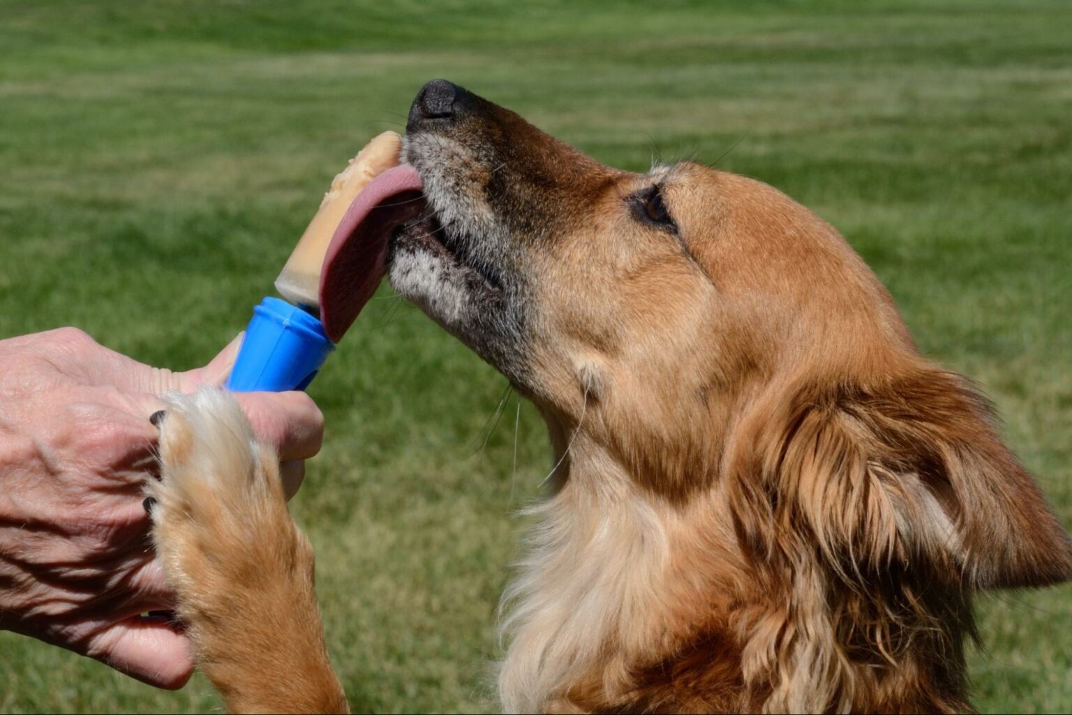 Can Dogs Have Sliced Bananas For Breakfast photo