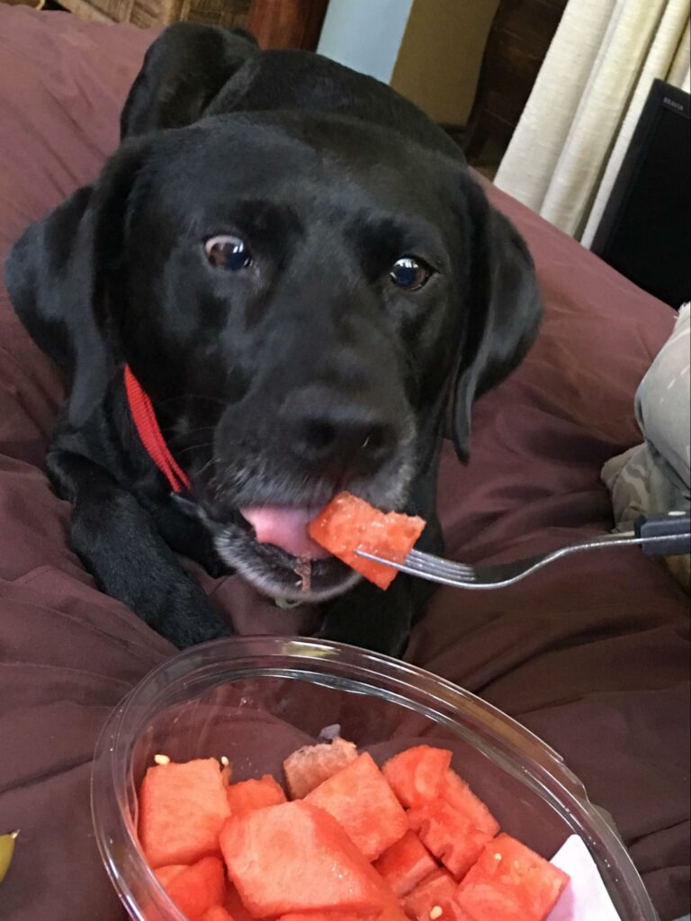 Picture of Can Dogs Eat Watermelon? | Pet Living with Kirsten Levine
