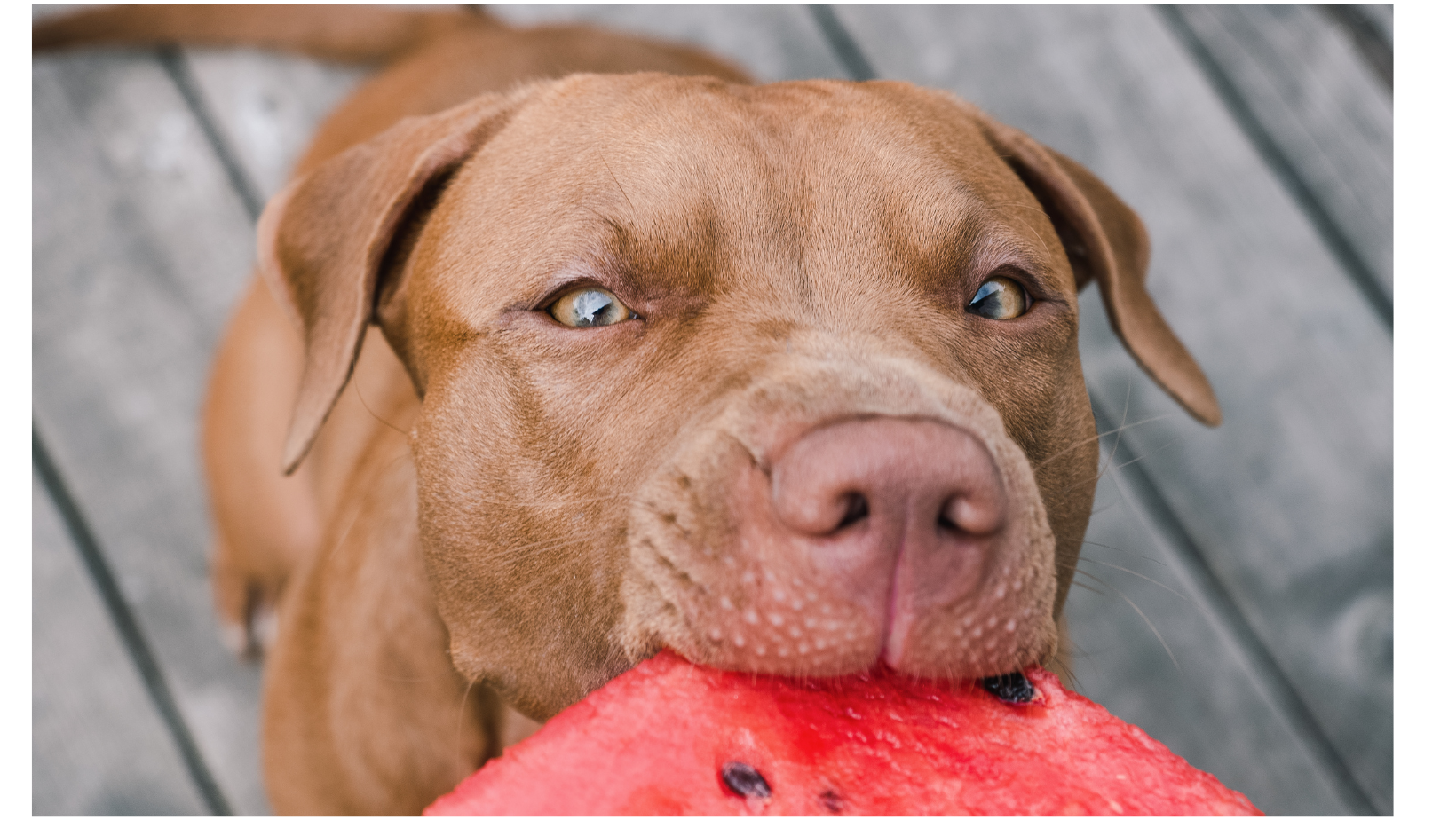 Are dogs shop allergic to watermelon