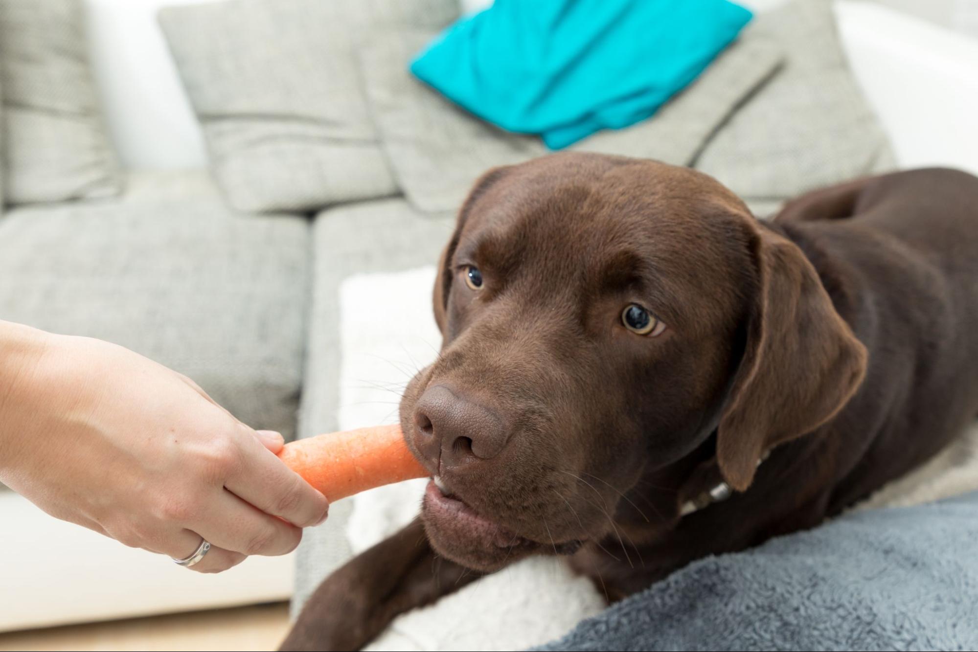 Crunch Veggies Carrot Dog Toy - Large