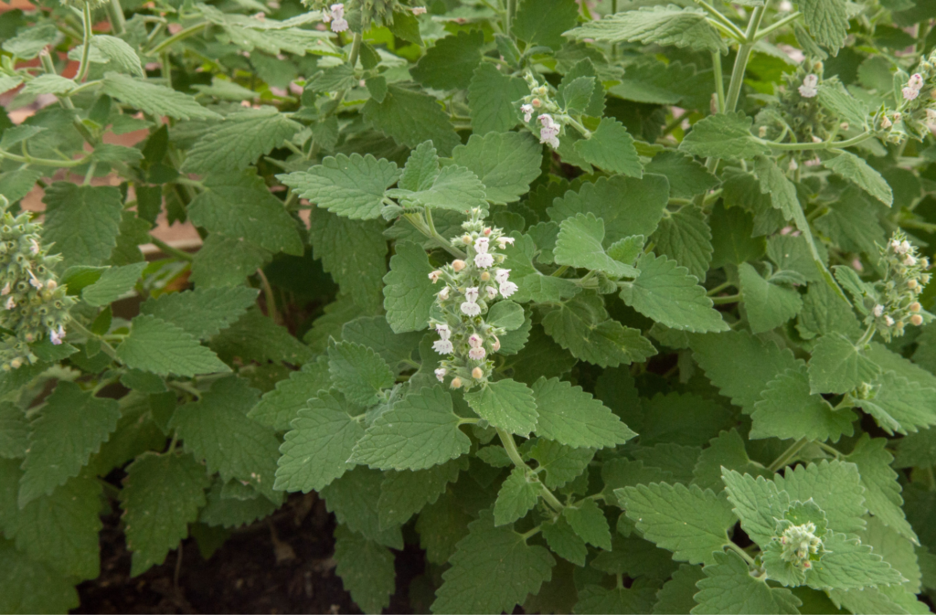 Citronella plant and outlet dogs