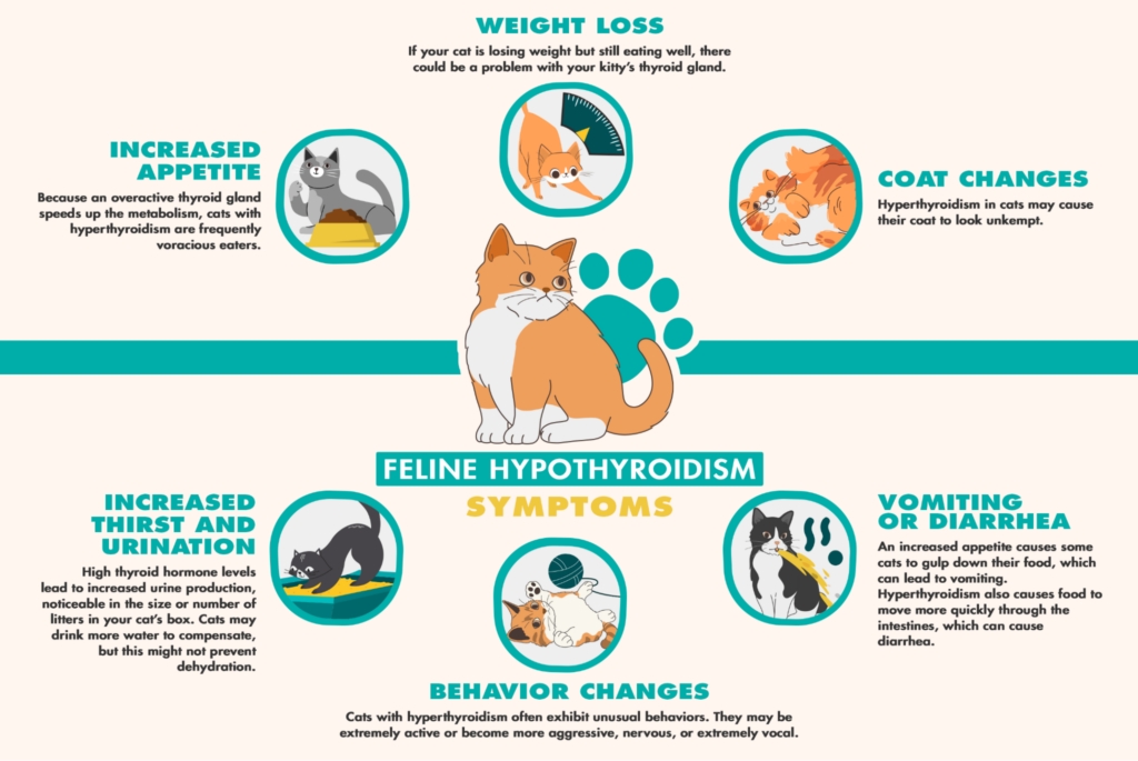 Cat Hyperthyroidism Symptoms Pet Living