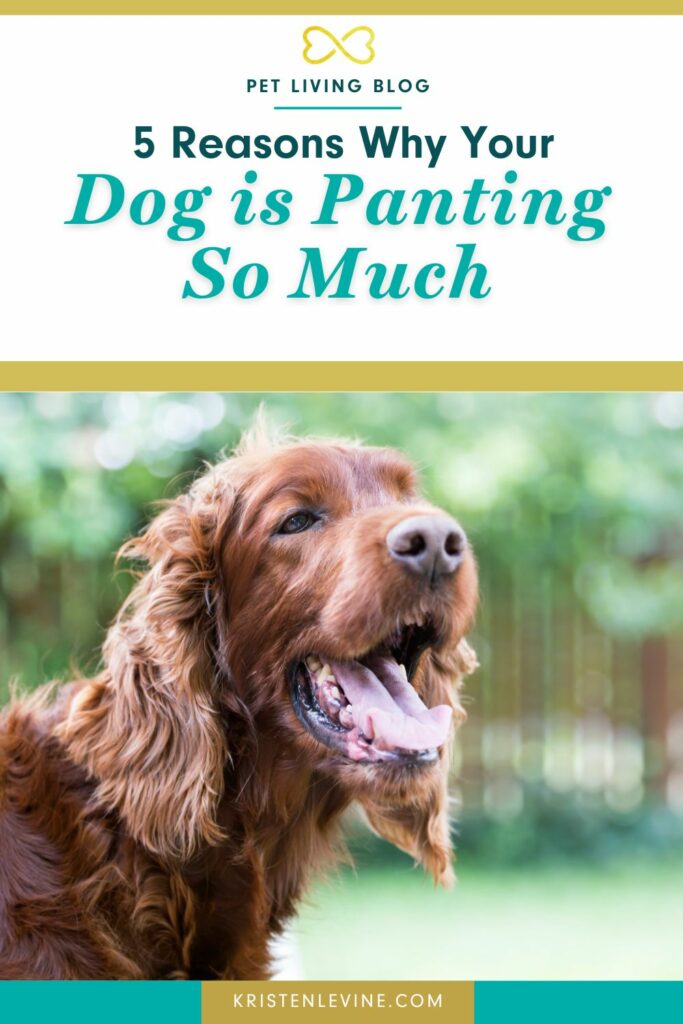 5 Reasons Why Your Dog is Panting So Much and When to Be Concerned