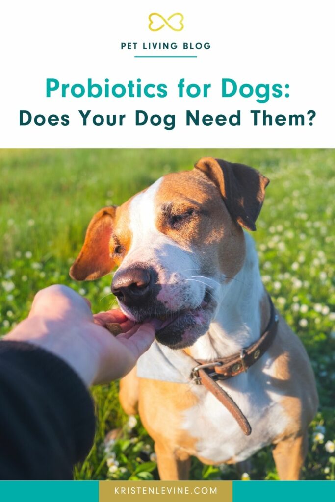 Curated visual reference: Dog Constipation Prevention Using Probiotics Reference: Probiotics For Dogs Pet Living With Kristen Levine