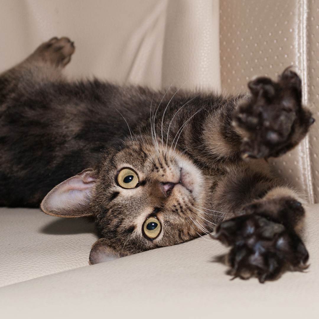 5 Easy Steps to Get Cat Pee Out of Your