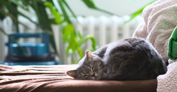 Picture of How Calming Spray Can Help Relax Your Anxious Cat
