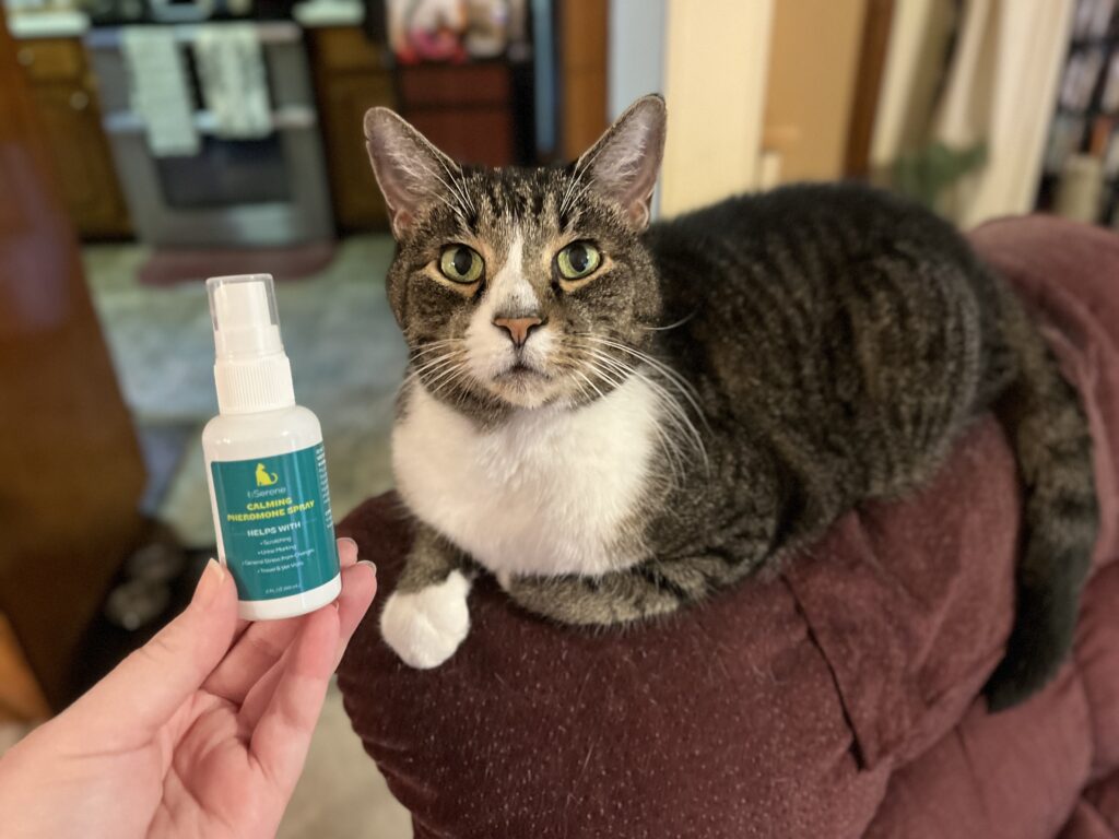 How Calming Spray Can Help Relax Your Anxious Cat - Anxious Cat Calming Spray For Separation