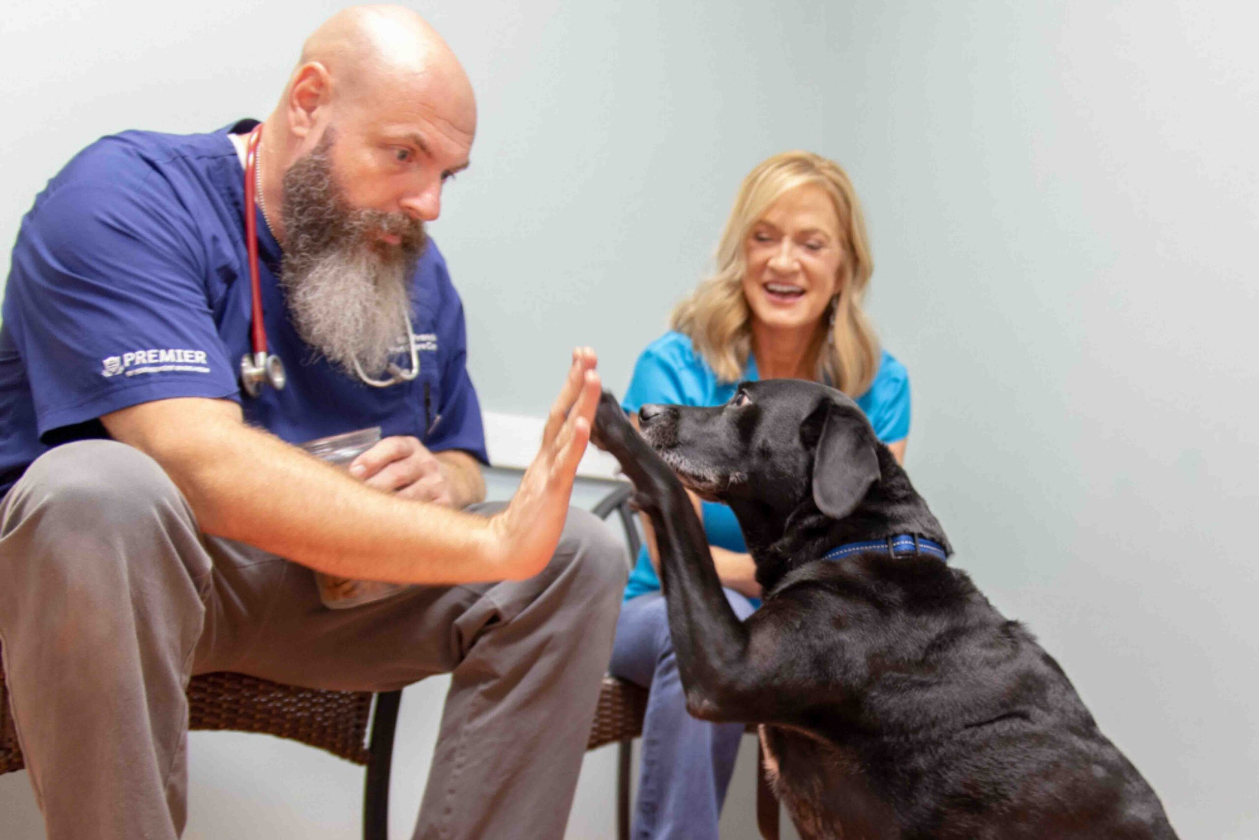 logos – vet-and-dog-high-five-with-kristen-levine-1